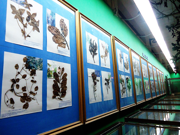 Bộ sưu tập thực vật ép khô ở Bảo tàng thành phố Cần Thơ.
